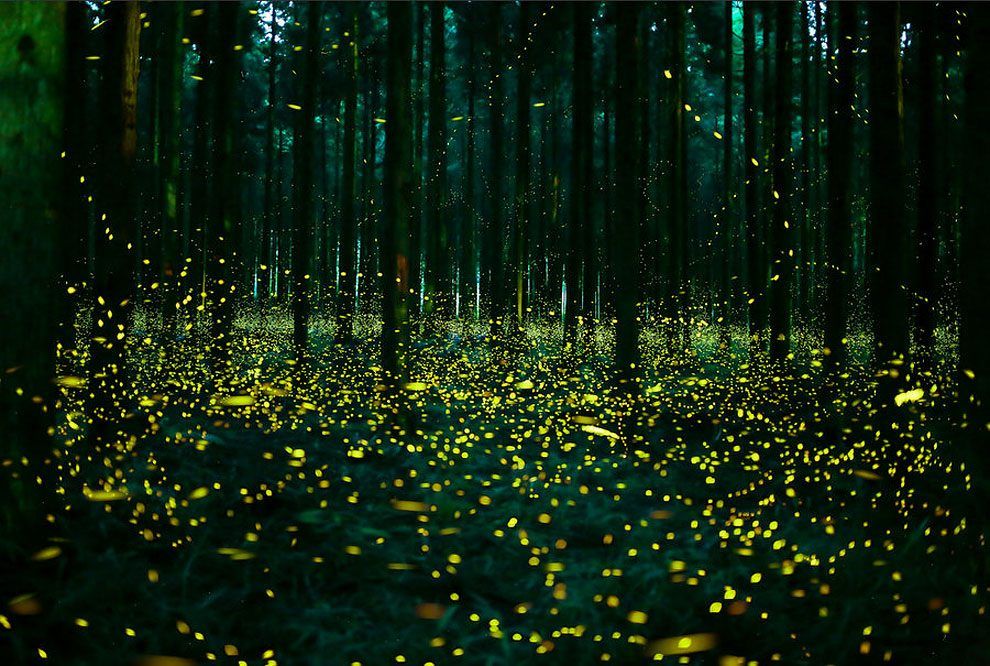 “Beautiful Images of Fireflies Lighting Up Japan’s Woodlands After Dark”