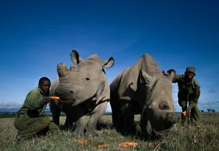 Interview with Conservation Photographer Recording the Final Two Surviving Northern White Rhinos