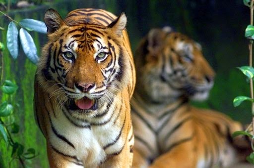 Renowned Wildlife Photographers Collaborate to Support Tiger Conservation Initiatives in Their Natural Habitat