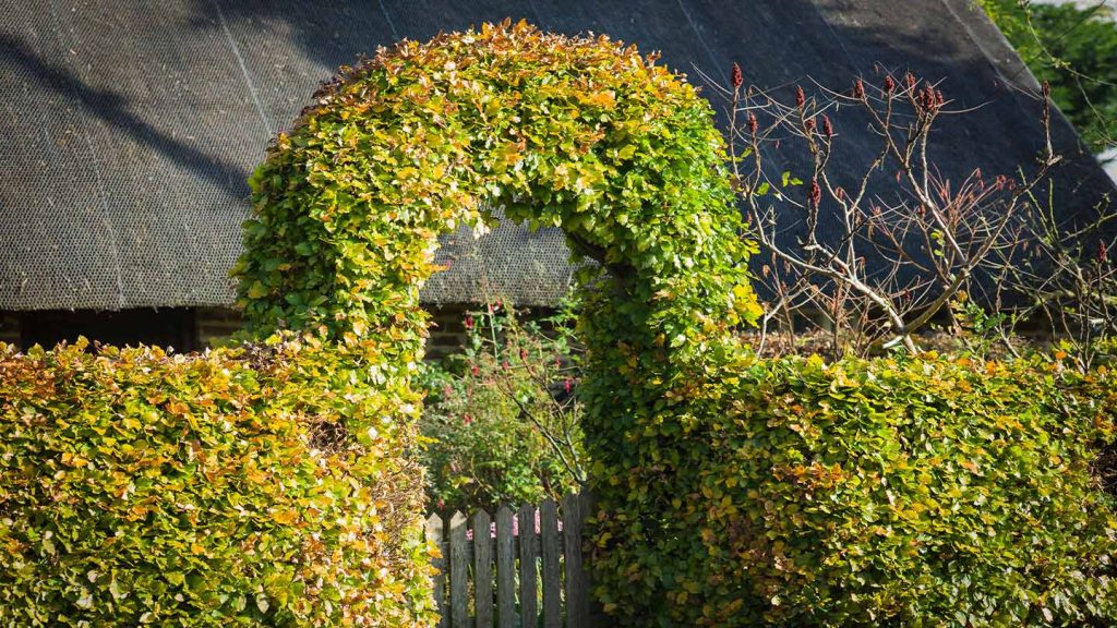 “Seven Best Flowers Perfect for Pressing in Autumn”