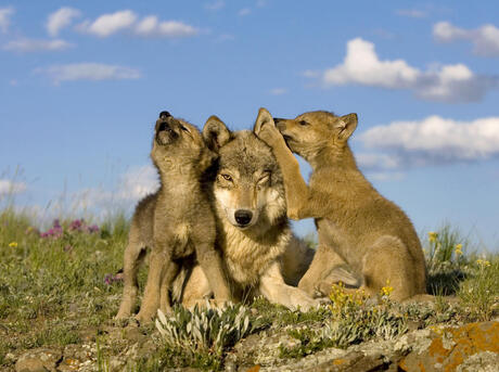 Photographer Sets Off on Worldwide Expedition to Document Dogs in Their Natural Habitats