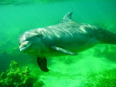 Research Reveals Dolphins Employ ‘Grins’ as a Sign of Playfulness