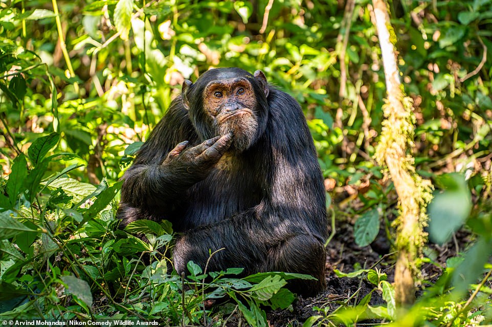 Funny Victory Images from the 2024 Nikon Comedy Wildlife Photography Awards