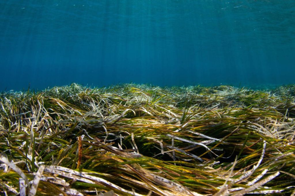 Hybrid 3D-Printed Coral Reefs to Improve Marine Ecosystems in Miami’s Latest Underwater Park