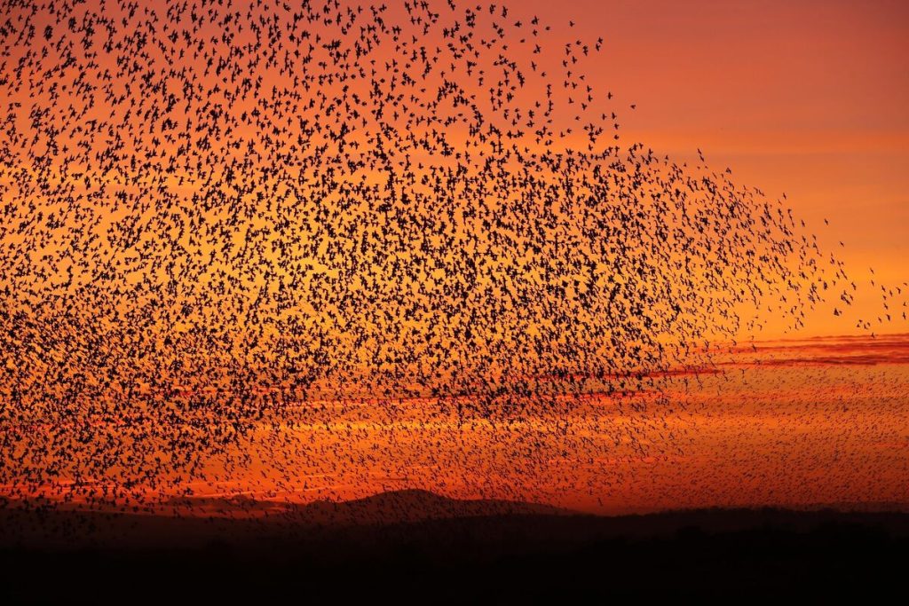 Photographer Records Breathtaking Designs of Bird Murmurations in England