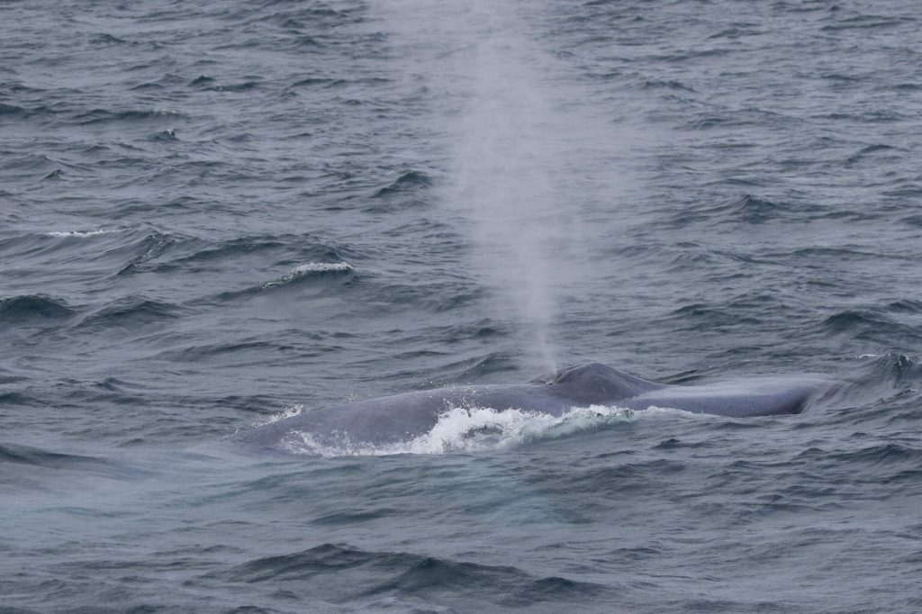 Underwater Video Displays Sperm Whale Coming Near and Examining Diver Through Echolocation