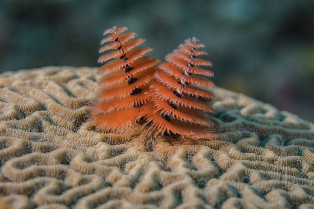 “Up-Close Whale Eye Photography and Ocean Life: A Conversation with a Marine Photographer”