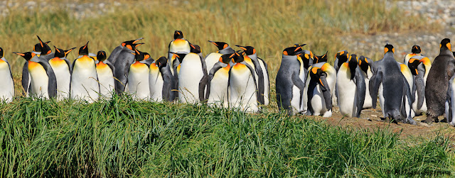 Wildlife Photographer Snaps Unusually Rare All-Black Penguin on Film