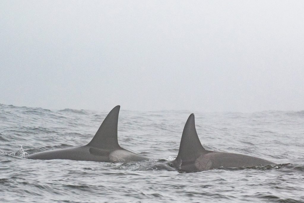 Grieving Orca Recognized for Mourning Deceased Calf for 17 Days Shows Comparable Behavior After Losing Another Calf