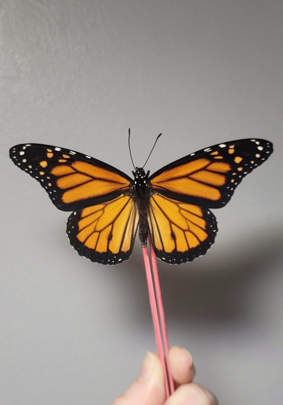 Photographer Presents Breathtaking Photos to Support Monarch Butterfly Preservation