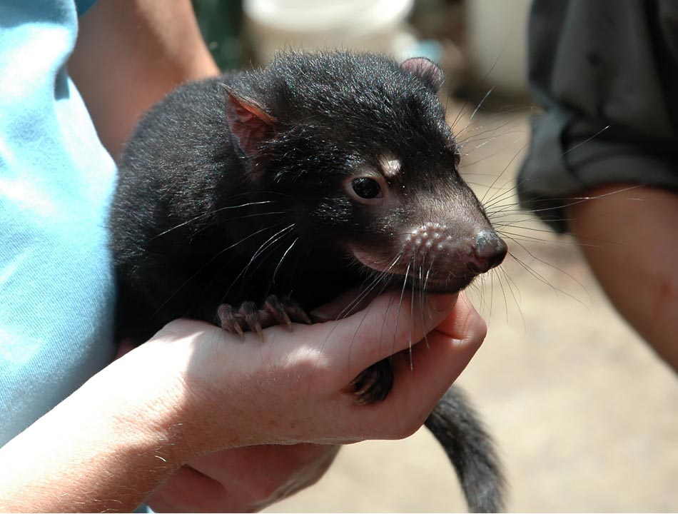 Endangered Marsupial from South Australia Indicates Signs of Population Rebound