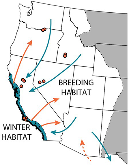 Monarch Butterfly Numbers in North America Drop to Almost 30-Year Low