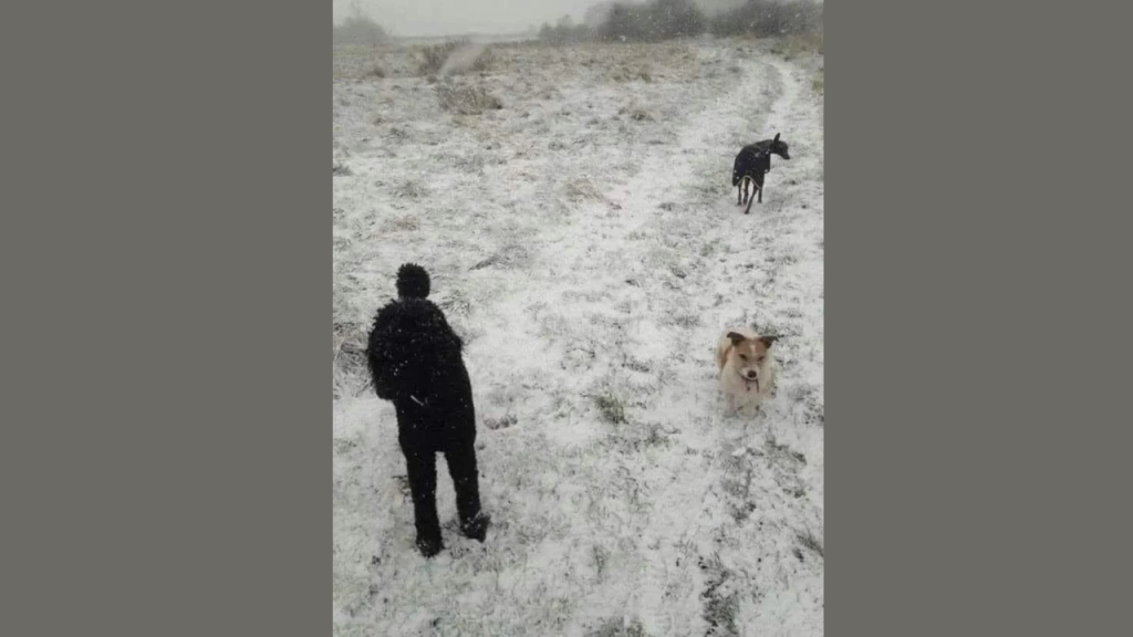 “Visual Trickery Forms the Illusion of an Individual and Two Dogs in This Picture”