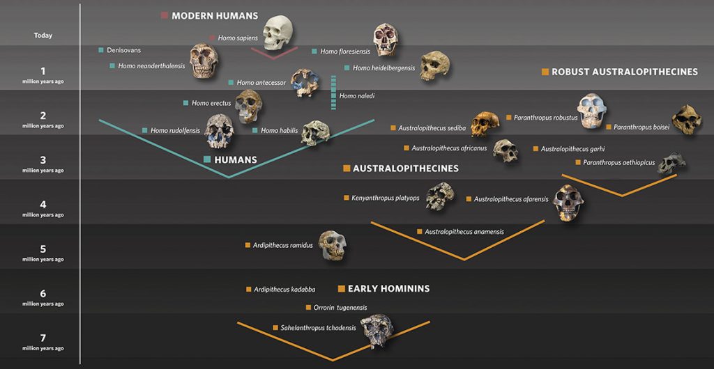 The Meaning of Collaboration Between Humans and Other Species