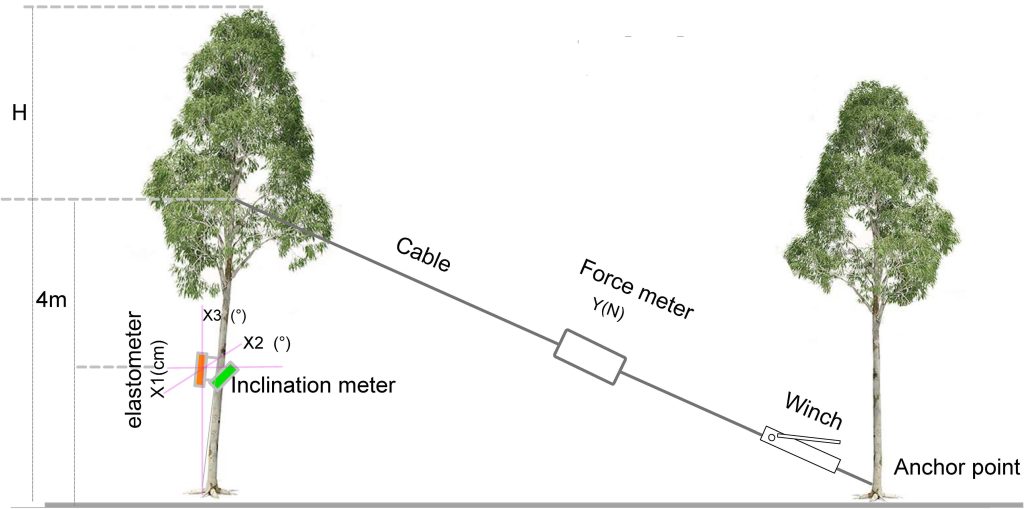 Investigating the Japanese Method of Transplanting Trees Rather Than Felling Them Investigating the Japanese Method of Transplanting Trees Rather Than Felling Them