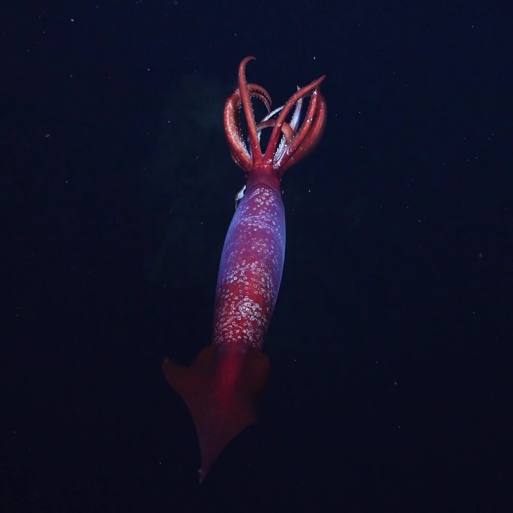 Historical Footage Records Initial Filming of Giant Antarctic Squid