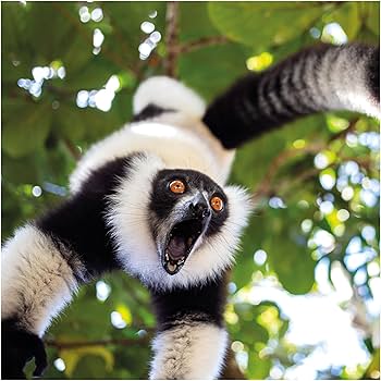 Initial Highlights from the 2025 Nikon Comedy Wildlife Photo Awards Initial Highlights from the 2025 Nikon Comedy Wildlife Photo Awards