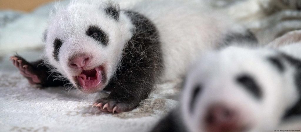 Photographer Captures More Than 150 Adorable Baby Animal Images Photographer Captures More Than 150 Adorable Baby Animal Images