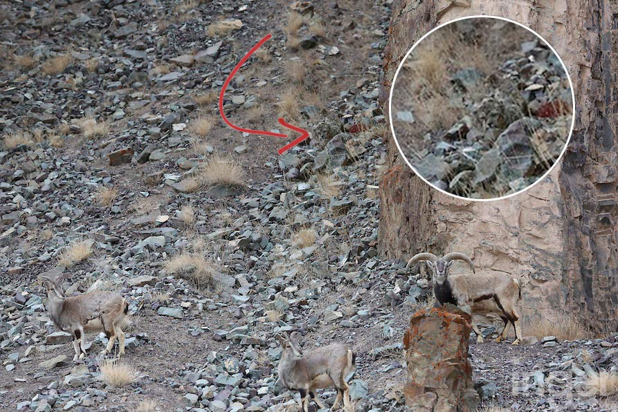 Spot the Snow Leopard Camouflaged in This Well-Known Image.