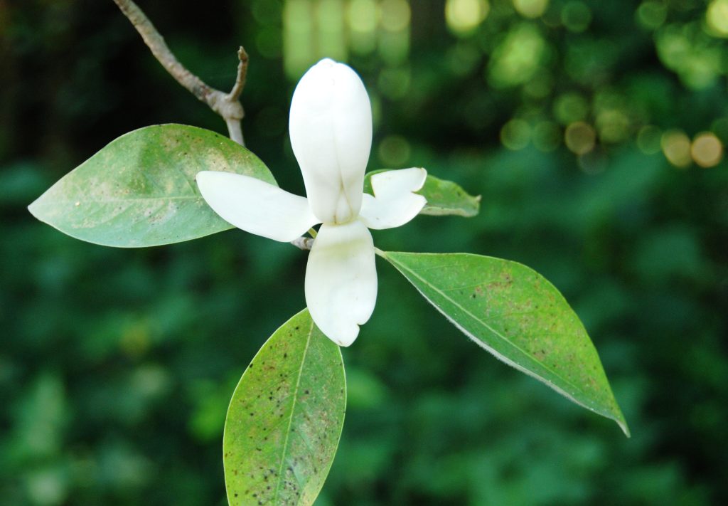 The Historic Pollination of Magnolias by Beetles The Historic Pollination of Magnolias by Beetles