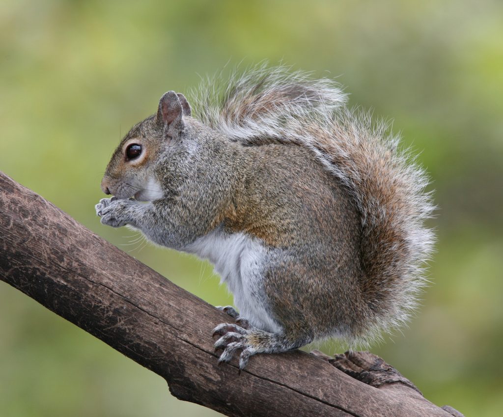 Charming Flying Squirrel Species Indigenous to Japan: An Image Gallery Charming Flying Squirrel Species Indigenous to Japan: An Image Gallery
