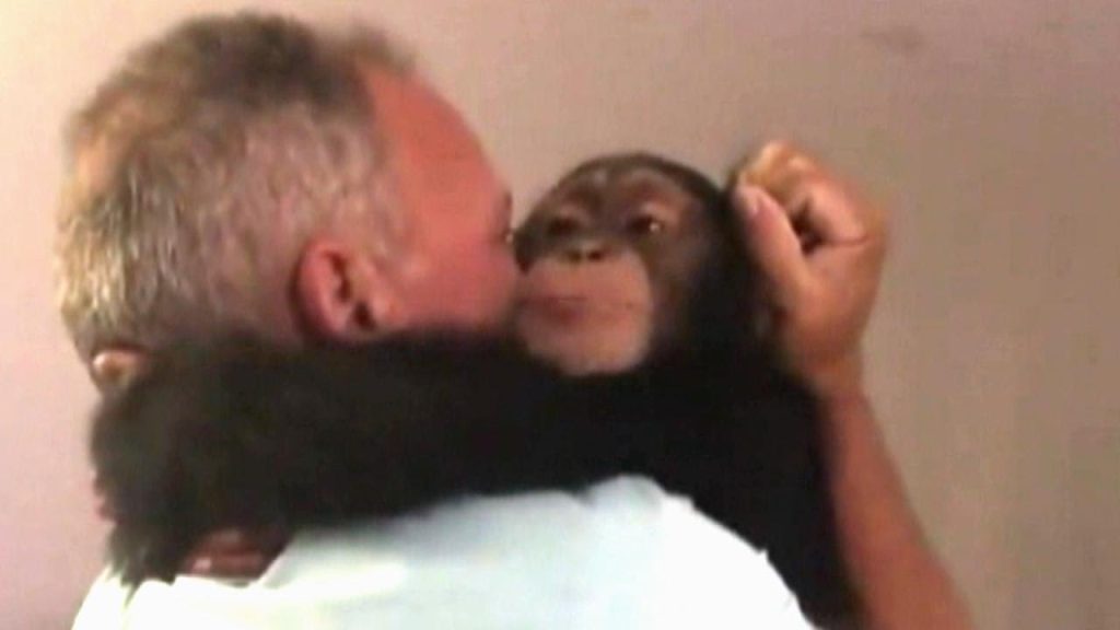 Chimpanzee Meets Again and Hugs Rescuer Chimpanzee Meets Again and Hugs Rescuer