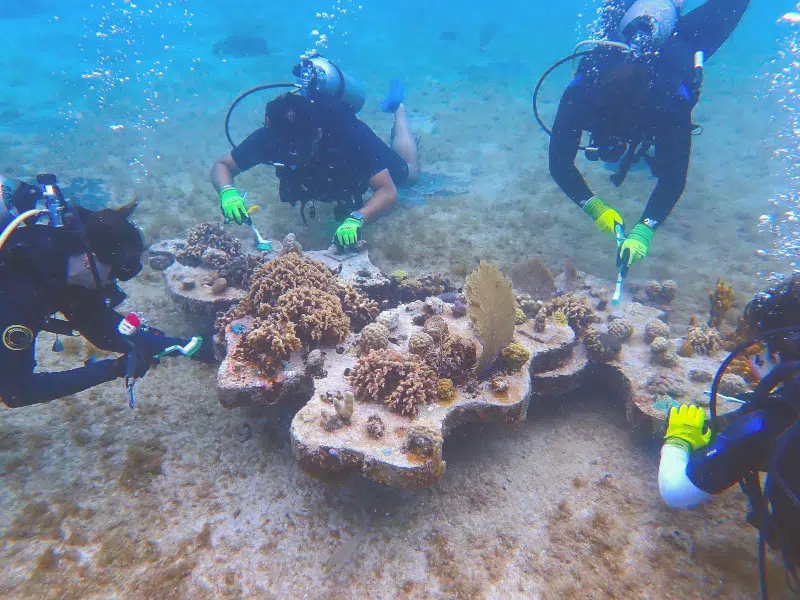 Coral Reefs Created with 3D Printing Aid in the Rehabilitation of Ecosystems in the Mexican Caribbean Coral Reefs Created with 3D Printing Aid in the Rehabilitation of Ecosystems in the Mexican Caribbean