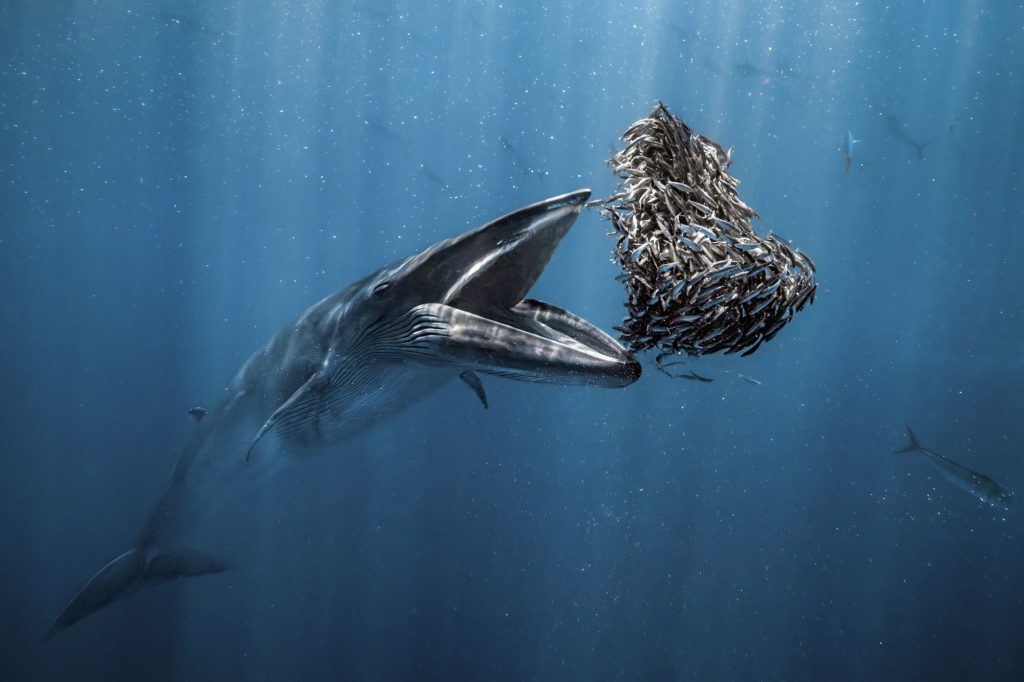 Top 20 Prize-Winning Submissions from the International Aerial Photographer of the Year Contest Top 20 Prize-Winning Submissions from the International Aerial Photographer of the Year Contest