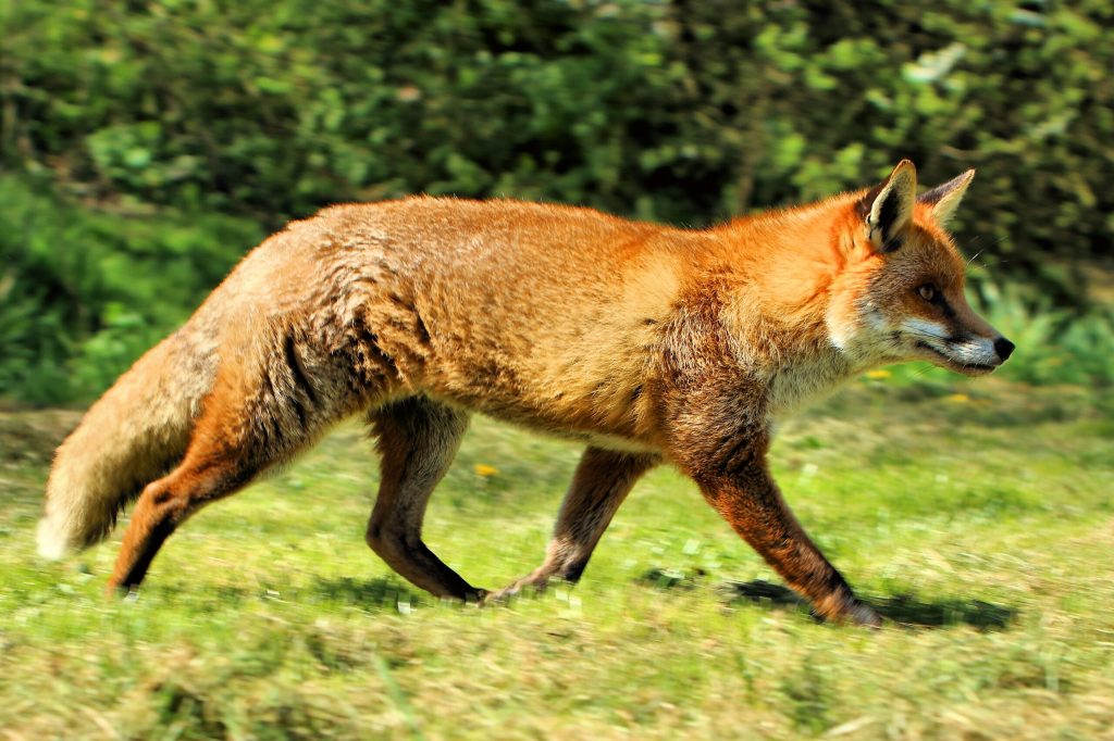 Uncommon Red Fox Observed Following Years of Null Presence in California National Park