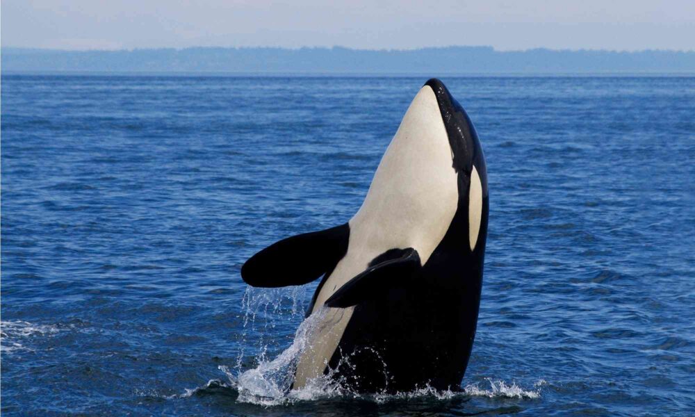 Underwater Video Records Orcas Participating in Close Contact Activities in Both Captive Environments and Their Natural Habitat Underwater Video Records Orcas Participating in Close Contact Activities in Both Captive Environments and Their Natural Habitat