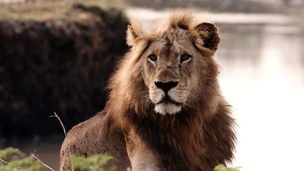 East African Mammal Endures Dry Conditions by Choosing Specific Foods