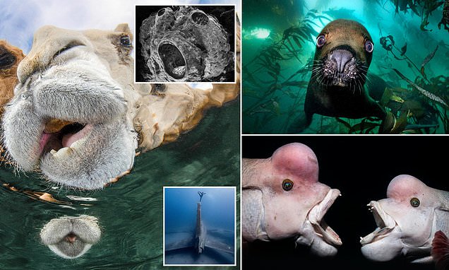 Finalists Revealed for the 2025 Wildlife Photographer of the Year Competition Finalists Revealed for the 2025 Wildlife Photographer of the Year Competition