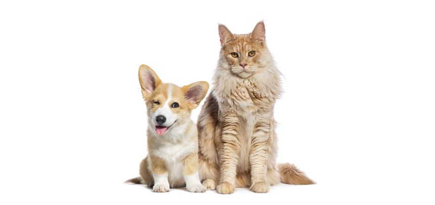 Informative Showcase Unveils the Concealed and Playful Traits of Pets Informative Showcase Unveils the Concealed and Playful Traits of Pets