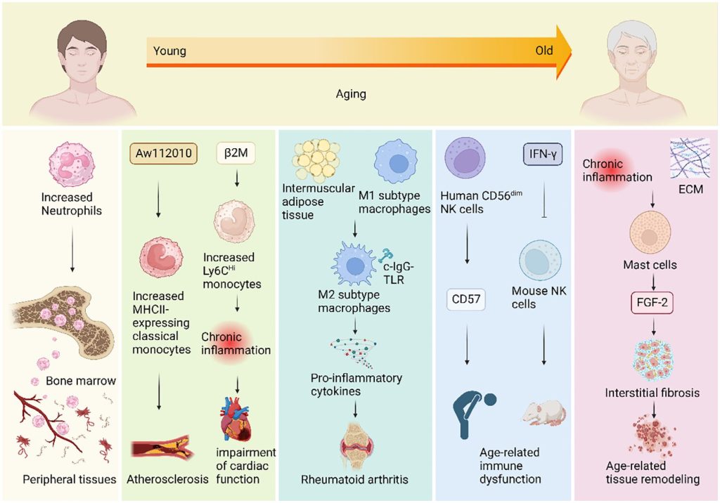 Research Discovers That Visual Indicators of Sickness Can Activate Immune Reaction