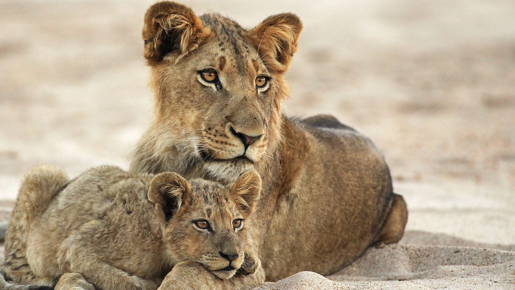 Wildlife Photography Project Effectively Secures Funding for Conservation Initiatives Wildlife Photography Project Effectively Secures Funding for Conservation Initiatives