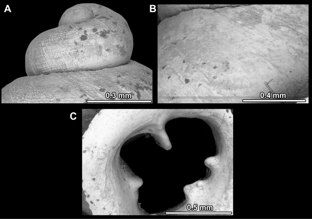 Introducing the “Microsnail” Species Named in Honor of Picasso