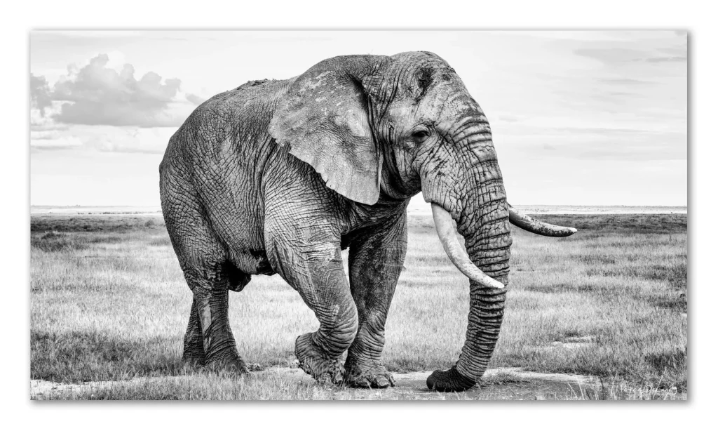 Photographer Discussions on Securing a Breathtaking Encounter Between an Elephant and a Bird in an Indian Jungle