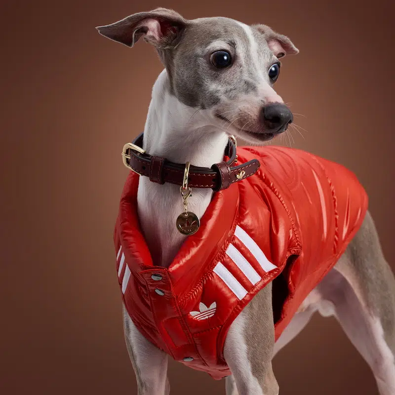 Discover Adidas’ Fashionable New Pet Streetwear Line for Chic Strolls Discover Adidas’ Fashionable New Pet Streetwear Line for Chic Strolls