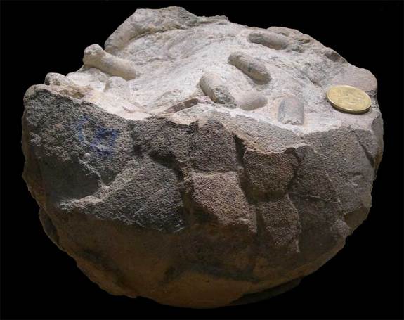 Paleontologists Uncover Exceptionally Preserved 70-Million-Year-Old Dinosaur Egg Paleontologists Uncover Exceptionally Preserved 70-Million-Year-Old Dinosaur Egg