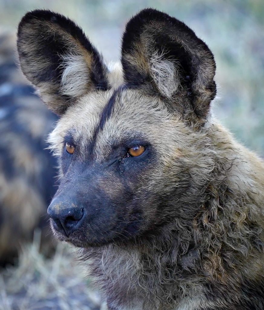 “Unique Brown Hyena Image Secures 2025 Wildlife Photographer of the Year Honor” “Unique Brown Hyena Image Secures 2025 Wildlife Photographer of the Year Honor”