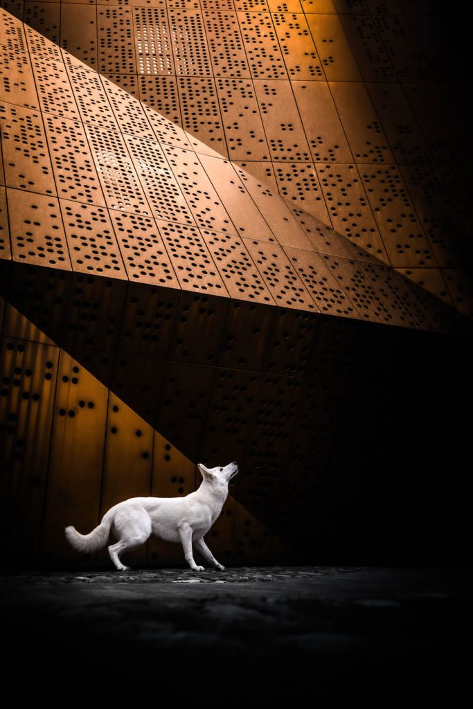 Winners of the 2025 Dog Photography Awards Honor Our Beloved Companions