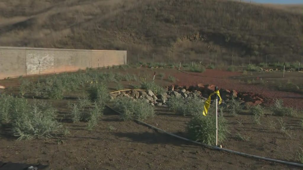 Initial Indigenous Flora Installed at the Upcoming Largest Wildlife Overpass in Los Angeles Initial Indigenous Flora Installed at the Upcoming Largest Wildlife Overpass in Los Angeles