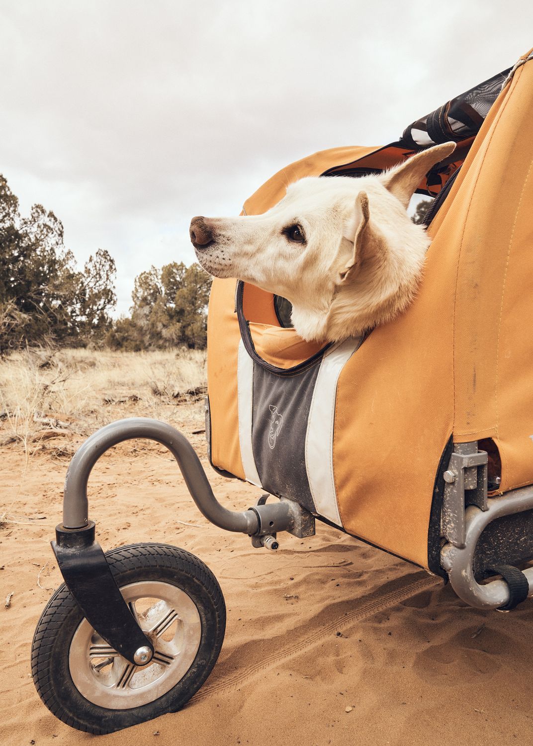 Kit, a Siberian husky mix with a neurological condition, was discovered abandoned with her brother on the roadside in Missouri when they were eight weeks old. The siblings have mobility challenges, so caregivers at Best Friends transport them around the property.