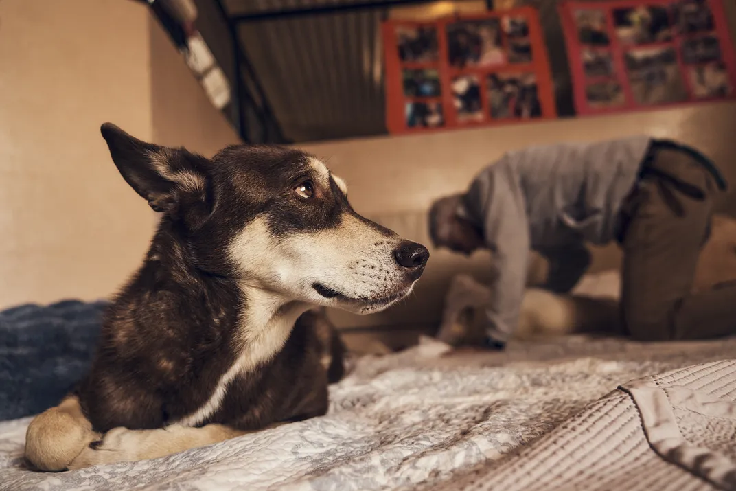 Caboodle, a Siberian husky mix, who came to the sanctuary with his sister, Kit, arrived experiencing balance difficulties and underwent a specialized physical therapy program at Dogtown.