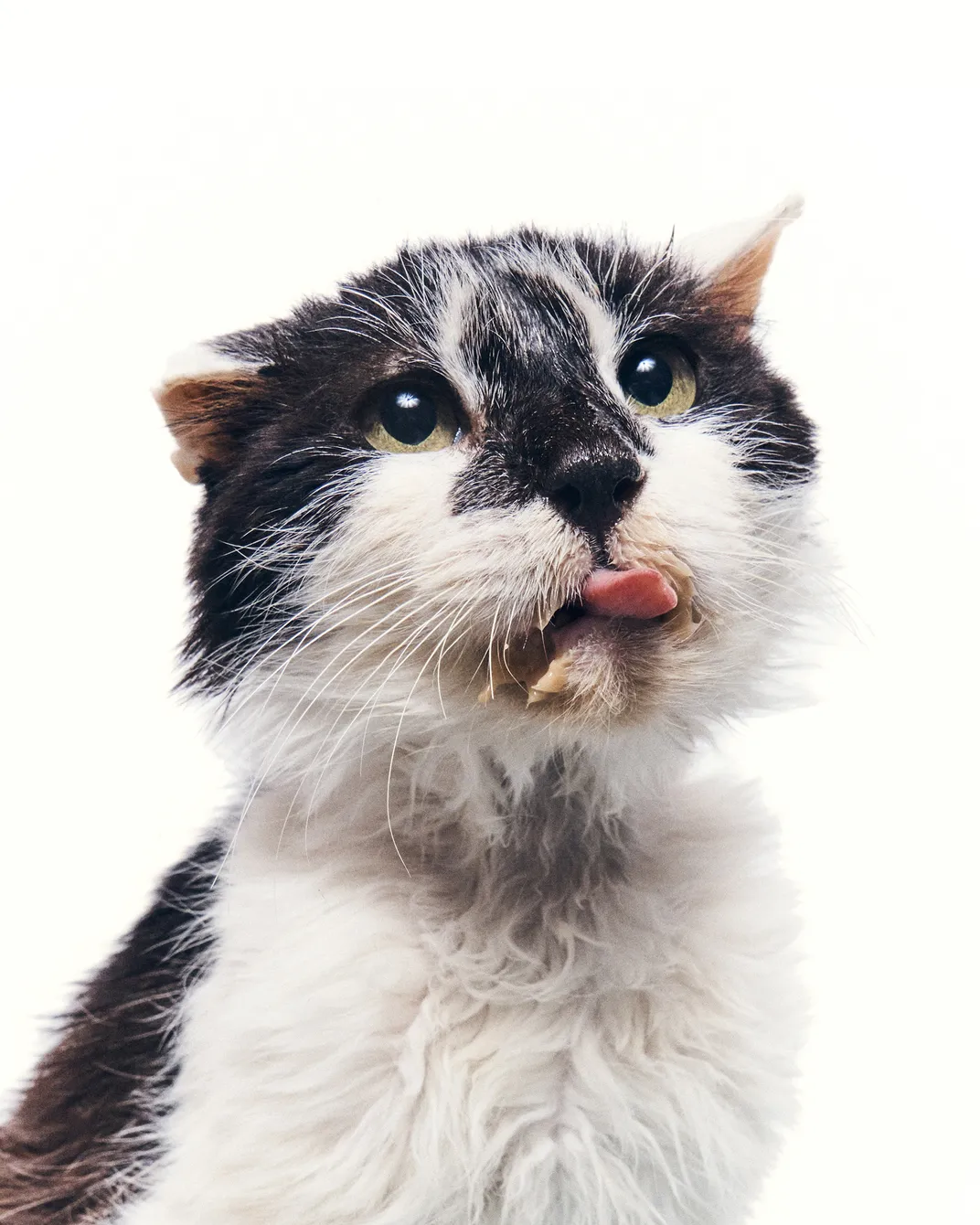 Percy, a cat with feline immunodeficiency virus and feline leukemia virus, enjoys a treat.