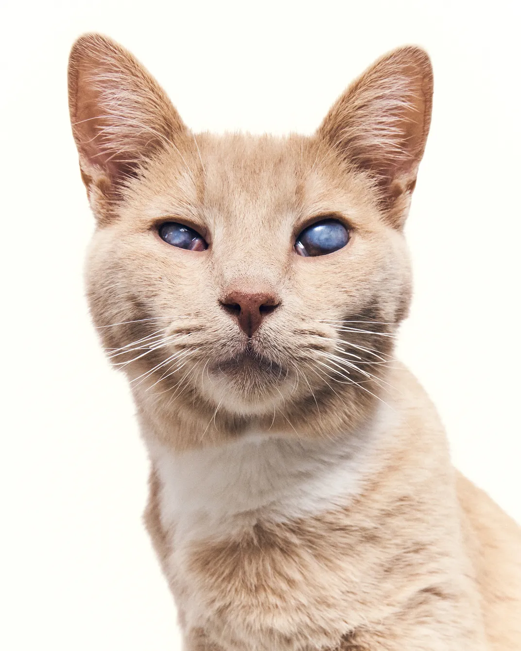 Best Friends aims to ensure even the sickest animals are comfortable and receive dignified end-of-life care. Claudius, who was one year old in this photograph, later succumbed to large cell lymphoma.