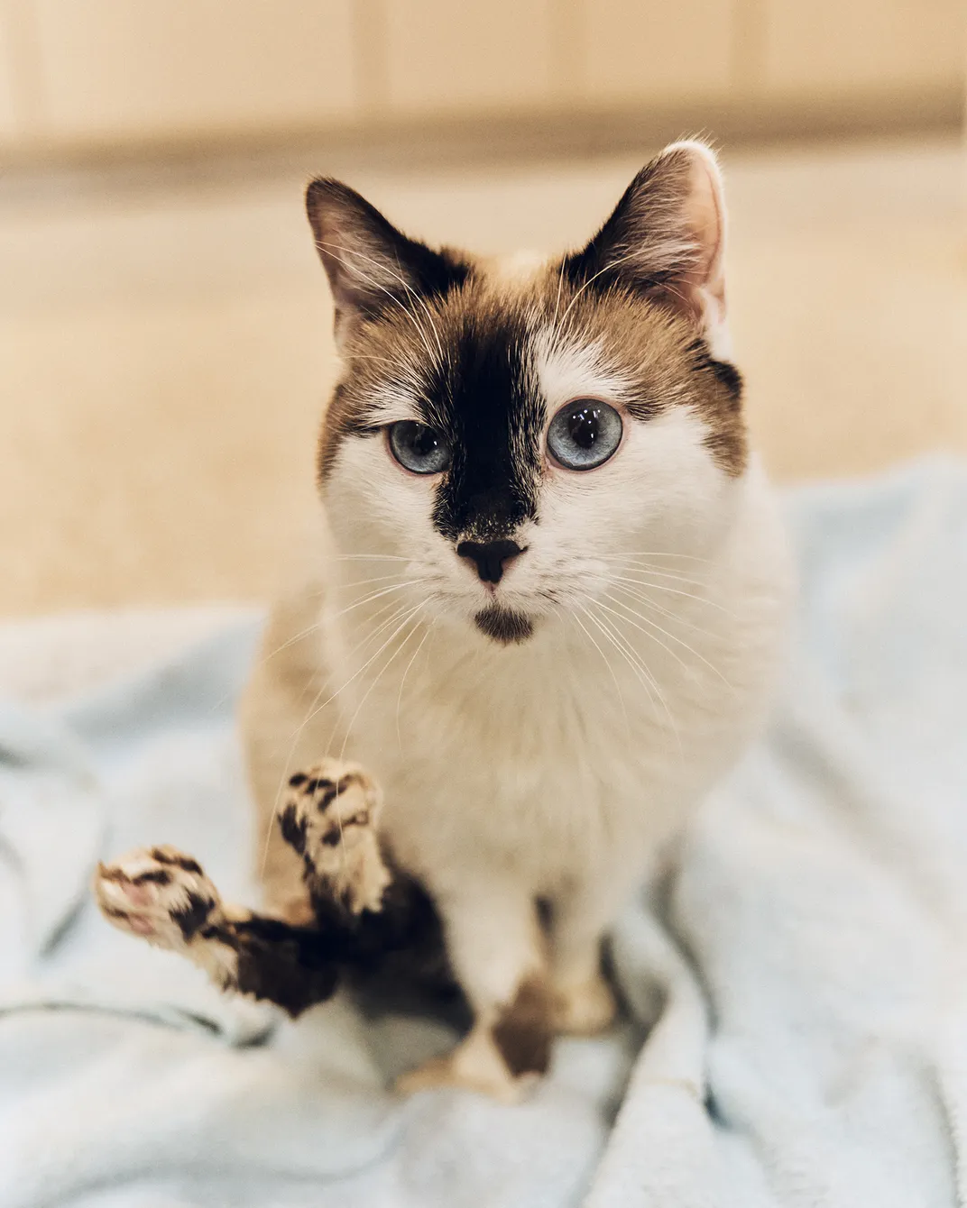 Evelyn arrived at Best Friends’ Cat World as a kitten. She suffers from Manx syndrome, a congenital disorder that causes lifelong incontinence.