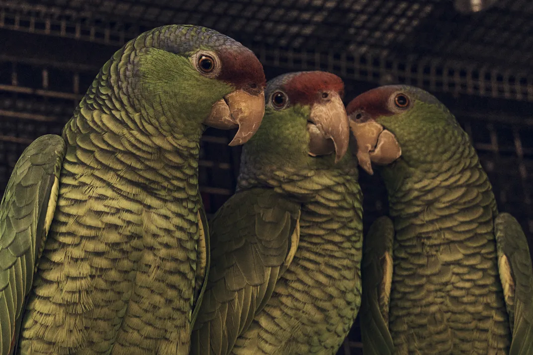 Three lilac-crowned Amazons named after characters from the TV show “Buffy the Vampire Slayer”: Spike, 6; Giles, 29; and Cordelia, 39. All of them have now been adopted.