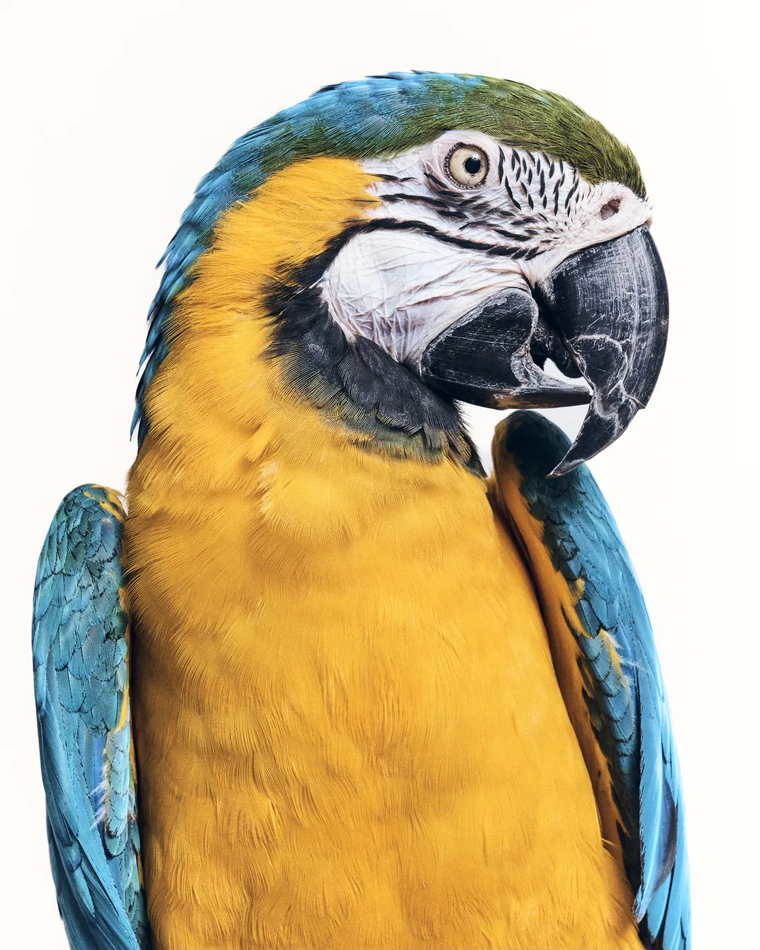 The sanctuary’s Parrot Garden is home to exotic birds of various colors and sizes. Beepo, a 36-year-old blue-and-gold macaw, was adopted shortly after this image was taken.