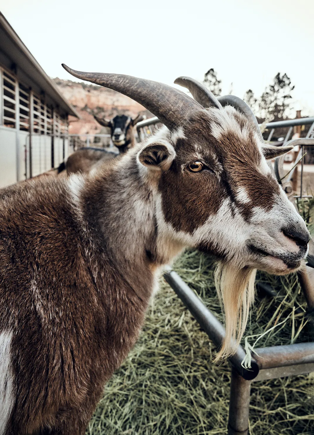 Rusty, a 6-year-old male Oberhasli goat, is in search of a home. The sanctuary notes, “He is a good leader to the rest of his herd and will even mediate disputes.”